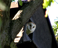 Barn Owl chick looking out of nest box that is in my friends garden