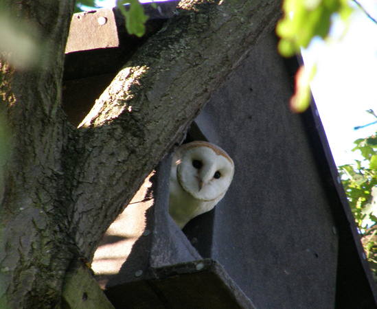 Barn Owl chick looking out of nest box that is in my friends garden