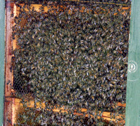 Working Bee hive with glass panel