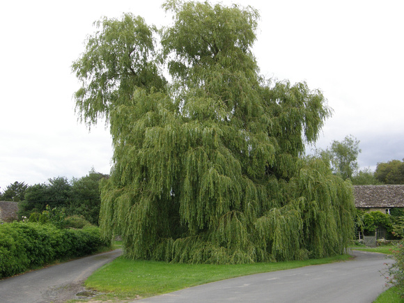 Weeping Willow Eastleach Turville