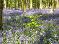 Bluebells & Beech at West Woods