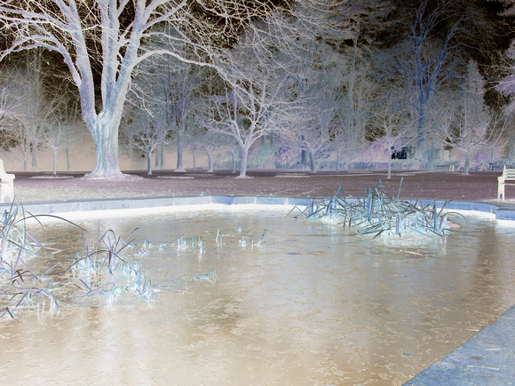 Town Gardens pond in negative