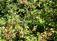 Hips, Hoars & Sloe berries