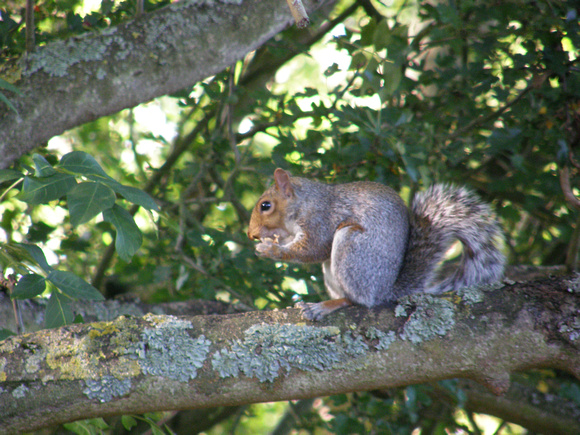 Squirrel at Coate Water